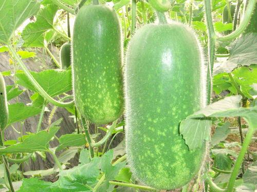 吃烧瓜的视频素材大全,视频素材大全带你领略烧瓜风味