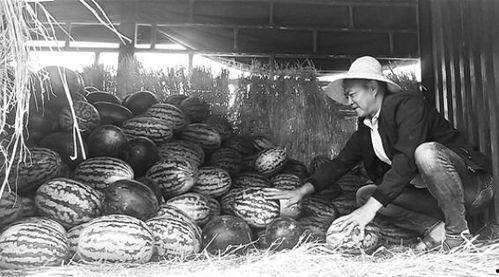 长阳吃瓜群众事件视频播放,网络热议背后的真相与反思