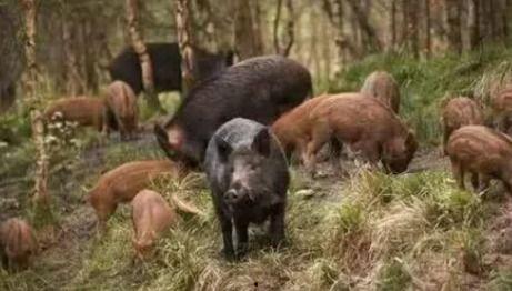 野猪吃葫芦瓜视频在线观看,葫芦瓜成美食盛宴