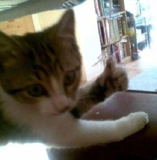 带你吃瓜搞笑猫咪视频,萌态百出笑翻网友