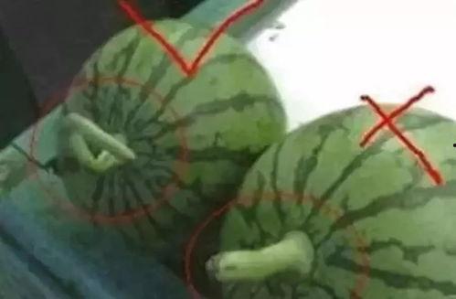 吃瓜视频名字大全,揭秘热门吃瓜视频名字背后的趣味故事