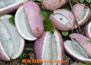 八月瓜米怎么吃最好吃视频,视频教你如何吃出最佳口感