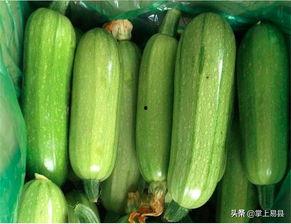 西葫芦瓜如何吃最好吃视频,这样做让你一口接一口！