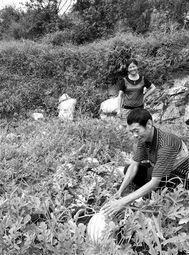 美国画家吃瓜事件视频大全